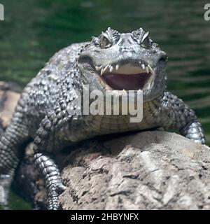 Gros plan sur un caïman spectaculaire au zoo de Chester.Chester, Royaume-Uni. Banque D'Images