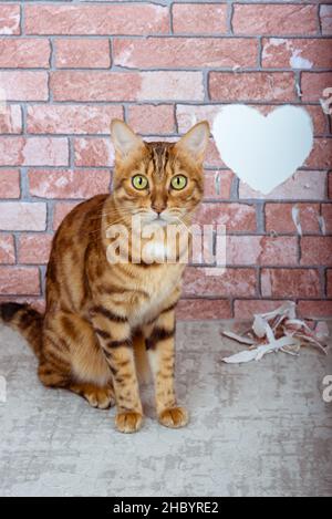 Saint Valentin chat dans la chambre sur le fond du mur avec un coeur.Un présent du chat. Banque D'Images