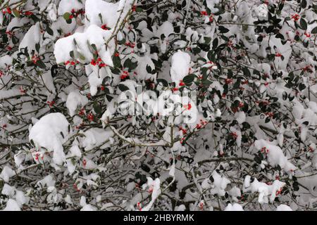Le rouge Holly a couvert ma neige en hiver Banque D'Images
