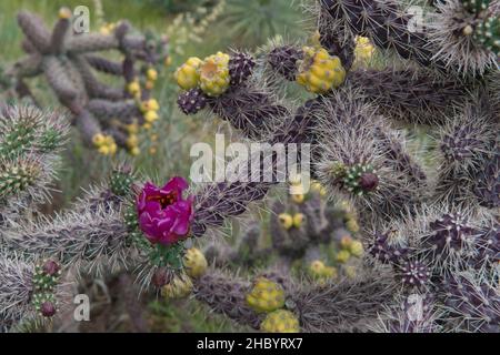 Cactus fleuri en mai Banque D'Images