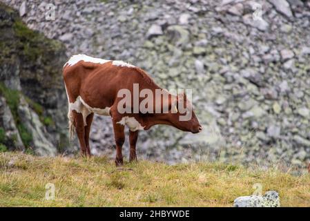 Une vache solitaire dans les montagnes alpines près de Kaprun, Autriche Banque D'Images