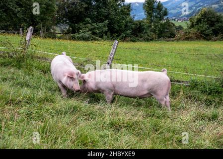 Deux cochons s'amusent sur une prairie dans les Alpes autrichiennes Banque D'Images