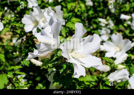 Une fleur blanche d'hibiscus syriacus plante, communément connue sous le nom de rose coréenne, rose de Sharon, kacia syrien, arbuste althea ou mouchelier rose, dans un jardin à Banque D'Images