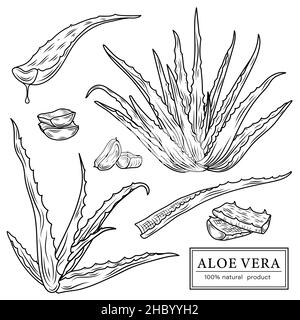 Esquisse des éléments de l'aloe vera.Silhouettes vectorielles de plantes botaniques.Des icônes réalistes définissent l'utilisation d'un logo, de la création d'étiquettes, de produits cosmétiques. Illustration de Vecteur