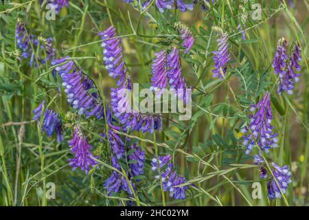 La vetch de vache est une plante de fleur sauvage d'escalade de vigne qui  pousse partout, principalement en bord de route dans les champs un beau  bleu à violet colorer les fleurs