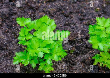 Jeune plante de céleri après avoir planté des semis dans le sol Banque D'Images