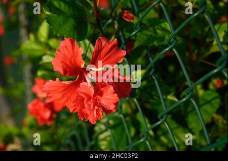 Photo d'une fleur d'hibiscus rouge prise dans la jungle sur un fond naturel sombre avec lumière naturelle en début de matinée.La fleur rose est entièrement Banque D'Images