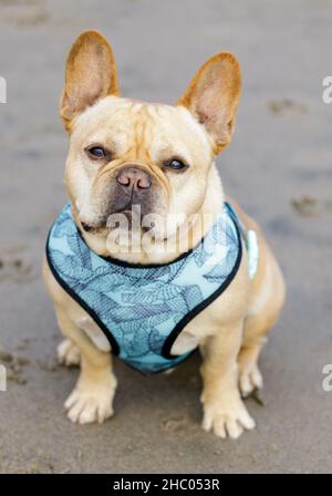 5 ans-Frenchie homme Tan assis à la plage et regardant la caméra.Plage de sable en Californie du Nord. Banque D'Images