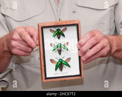 Waldwick - 01 MARS - trois coléoptères.Bibliothèque Waldwick Butterfly Guy Rick Mikula .PHOTO DE JIM DELILLO Banque D'Images