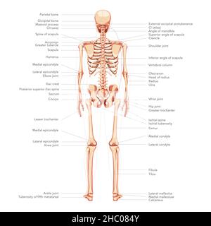 Squelette vue arrière postérieure du diagramme humain avec toutes les pièces étiquetées.Plat couleur naturelle illustration vectorielle tableau didactique de l'anatomie isolé sur fond blanc médical crâne colonne vertébrale côtes pelvis joints Illustration de Vecteur