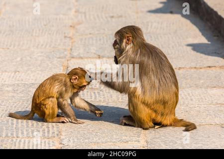 Une mère et un bébé rhésus macaque fourrage pour la nourriture au complexe du temple de Pashupatinath, Katmandou, Népal. Banque D'Images