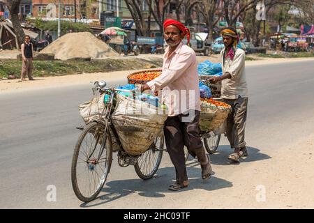 Deux hommes népalais poussent des bicyclettes chargées de produits, y compris des prunes népalaises dans des paniers.Katmandou, Népal. Banque D'Images