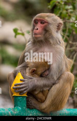 Une mère et un bébé rhésus macaque assis sur une clôture au complexe du temple de Swayambhunath, Katmandou, Népal. Banque D'Images