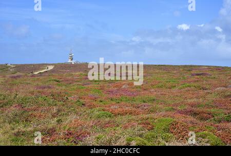 Tapis fleuri coloré près de la Pointe du raz, Bretagne, France Banque D'Images