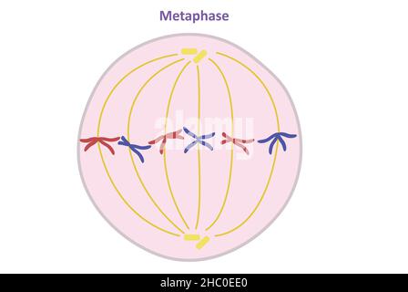 Métaphase, division cellulaire somatique (non reproductrice), miose Banque D'Images