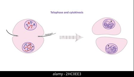 Télophase et cytokinèse, division cellulaire somatique (non reproductrice), miose Banque D'Images