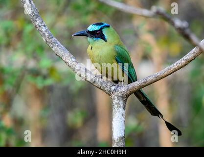 Une Motmot de Whooping (Momotus subrufescens) perchée sur une branche.Équateur, Amérique du Sud. Banque D'Images