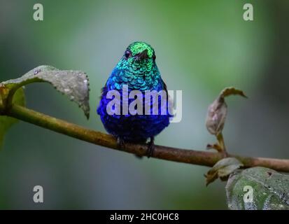 Un colibri à ventre violet (Chlorestes julie) perché sur une branche.Équateur, Amérique du Sud. Banque D'Images