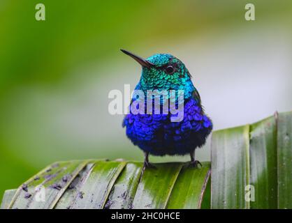 Un colibri à ventre violet (Chlorestes julie) perché sur une feuille.Équateur, Amérique du Sud. Banque D'Images