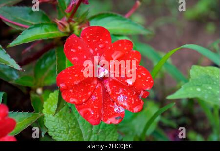 Fleur rouge d'impatiens de Nouvelle-Guinée (Impatiens hawkeri) Banque D'Images
