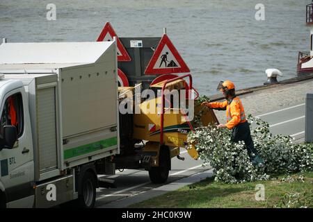 Homme dans un costume de chaudière et un casque orange en train d'insérer des branches d'arbre dans un chipper en bois de grande capacité. Banque D'Images