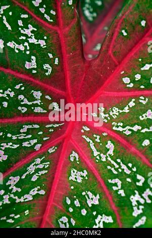 Feuille de Caladium (Caladium bicolor) sur le jardin Banque D'Images