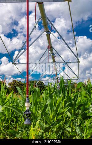 Plantation de maïs avec irrigation à l'intérieur du Brésil Banque D'Images