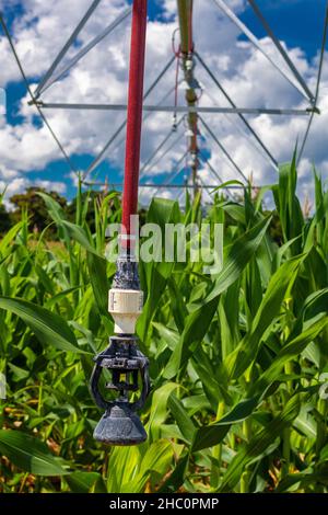 Plantation de maïs avec irrigation à l'intérieur du Brésil Banque D'Images