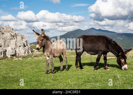 Mère âne et son âne paissent sur le plateau en face de l'Eremo del Lazzaretti, Monte Labbro Banque D'Images