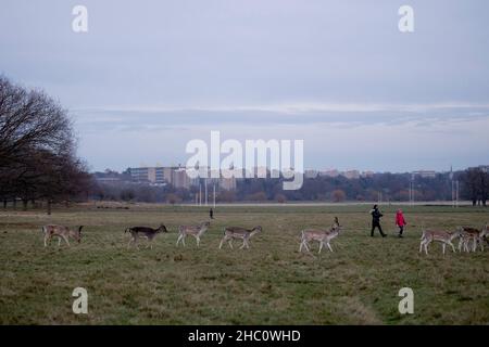 Londres, Royaume-Uni.22nd décembre 2021.Le troupeau de cerfs rouges et de fachy a vu se promener devant les visiteurs au Richmond Park à Londres.Crédit : SOPA Images Limited/Alamy Live News Banque D'Images