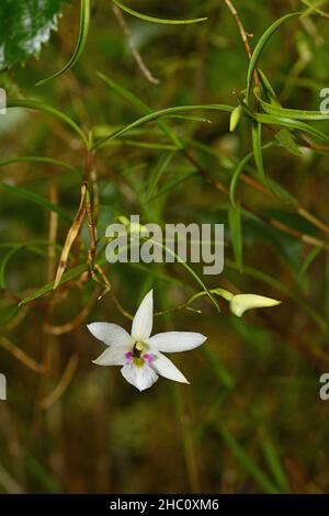 Winika cunninghamii, une orchidée de la Nouvelle-Zélande qui pousse dans le Bush indigène Banque D'Images