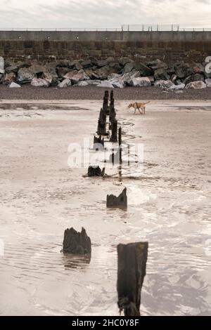 Côte jurassique, Blue Anchor Beach, Somerset, Angleterre Banque D'Images