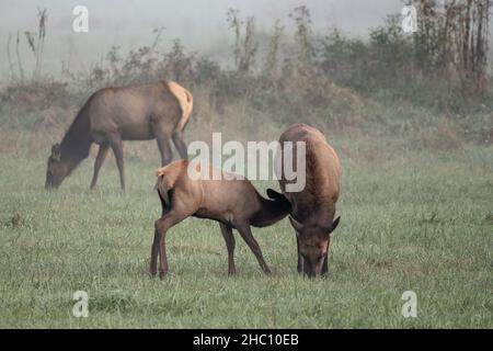 Elk Calf soins infirmiers à Grassy Field dans un champ brumeux dans les Smokies Banque D'Images
