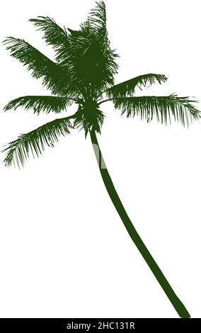 une silhouette verte d'un cocotier sur fond blanc Illustration de Vecteur