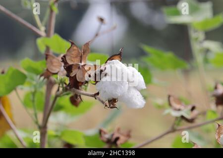 Gros plan de la récolte de coton sur une plante de coton remplie de coton Banque D'Images