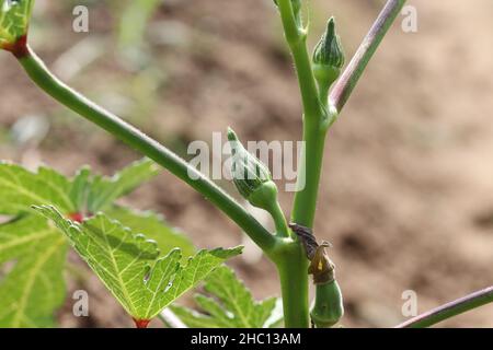 Gros plan de la plante okra dans le champ végétal avec de petits fruits Banque D'Images