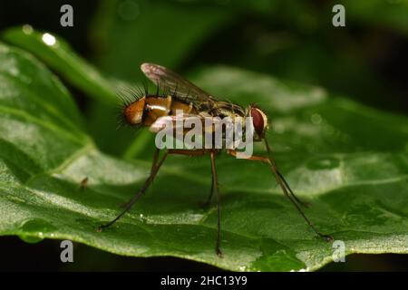 Photo rapprochée d'une mouche à long pattes reposant sur une feuille humide. Banque D'Images