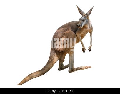 Kangourou isolé, kangourou sur fond blanc, lumière naturelle et ombre sur le corps du kangourou.Image d'un animal de zoo. Banque D'Images