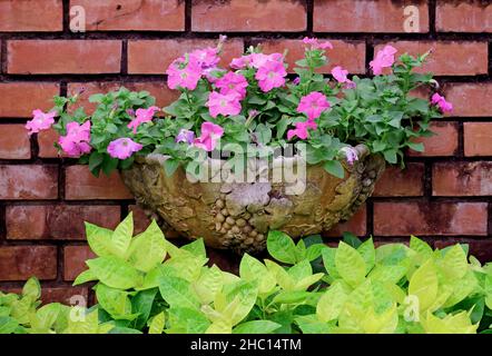 Petunias Blooming dans un pot vintage sur le mur de brique Banque D'Images