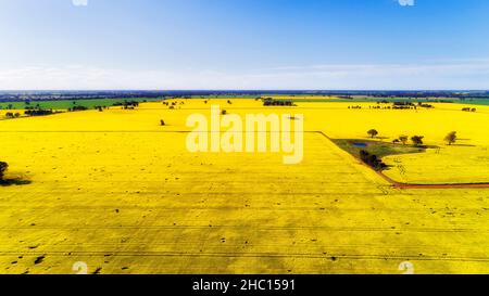 Plaines plates dans la région rurale de l'État de Victoria de l'Australie - vue aérienne du paysage des champs de culture de canola en pleine floraison. Banque D'Images