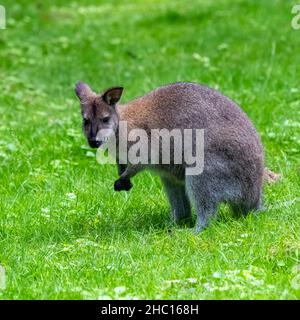 Un wallaby, Macropus rufogriseus, debout sur l'herbe Banque D'Images