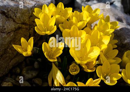 Gros plan de nombreuses fleurs de source de crocus jaune vif en pleine fleur dans un jardin dans un jour ensoleillé, magnifique extérieur floral fond photographié avec ainsi Banque D'Images