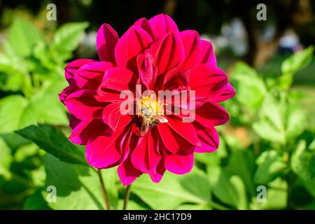 Une belle grande fleur rouge vif de dahlia en pleine fleur sur fond vert flou, photographiée avec une mise au point douce dans un jardin en été ensoleillé Banque D'Images