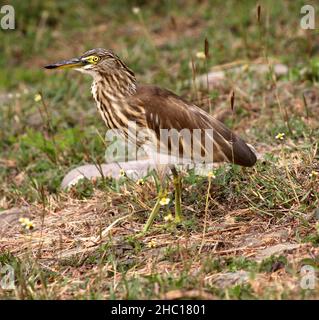 Héron d'étang indien de couleur cryptographique ou oiseau de paddy (Ardeola grayii) debout parmi l'herbe à roseaux : (pix SShukla) Banque D'Images