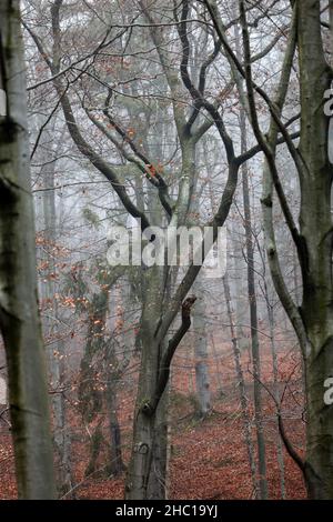 Silver-hêtre le tronc des arbres contre les feuilles sèches Banque D'Images