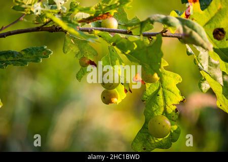 Boules vertes (pomme de chêne, Galle de chêne) sur les feuilles de chêne dans lesquelles se développe une guêpe de Galle d'insecte (Cynips quercusfolii) Banque D'Images