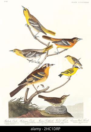 L'Oriole de Bullock, l'Oriole de Baltimore, le Goldfinch mexicain, la Grive variée et la Grive commune des oiseaux d'Amérique (1827) par John James Audubon. Banque D'Images