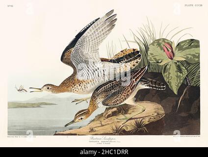 Bartram Sandpiper de Birds of America (1827) par John James Audubon (1785 - 1851), gravé par Robert Havell (1793 - 1878). Banque D'Images