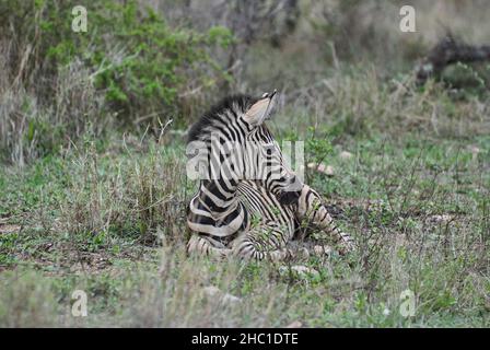 Baby Plains Zebra, Hippotigris, équins africains quagga avec des manteaux rayés noirs et blancs distinctifs dans la haute herbe d'un paysage africain Banque D'Images