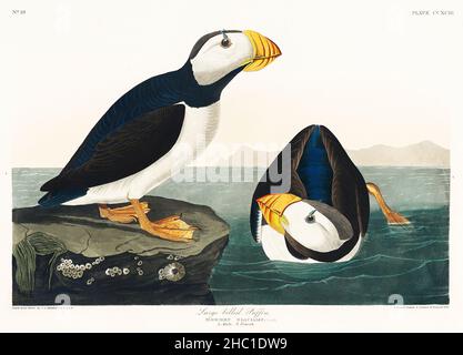 Grand Puffin à bec de Birds of America (1827) par John James Audubon (1785 - 1851), gravé par Robert Havell (1793 - 1878). Banque D'Images